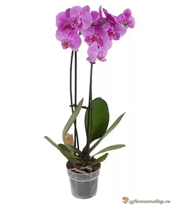 Белоснежная орхидея фаленопсис двуствольная | доставка по Москве и области