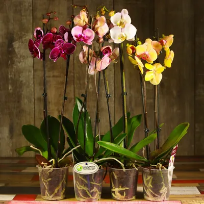 Купить Орхидея фаленопсис бруна 2 ст. Распродажа Орхидей, разные виды и  расцветки, в Москве и Спб!