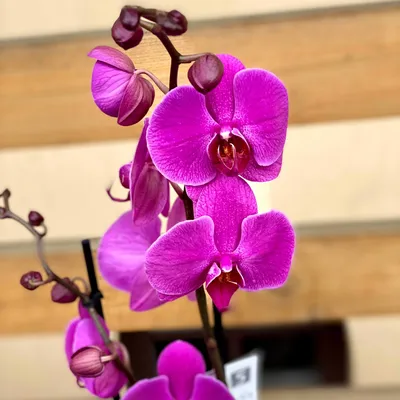 Орхидея Phalaenopsis Ola (отцвел)