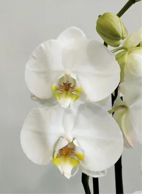 Орхидея фаленопсис два ствола домашняя купить в Глубоком, закажи, а мы  доставим.