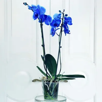 Орхидея Фаленопсис белая с землёй и мхом искусственная H80 см (арт.  8NGCPHW054) - купить за 22 748 ₽ в интернет-магазине Гарден Гров