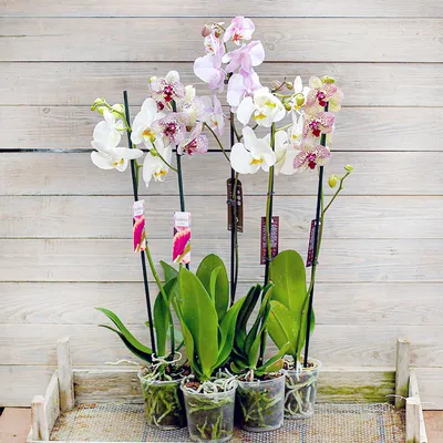 Орхидея фаленопсис 4 ветки в ассортименте купить по цене 1199 грн |  Украфлора
