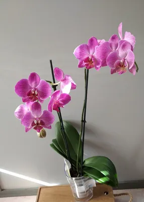 Орхидея Phalaenopsis (отцвёл)