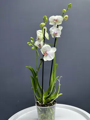 Орхидея Фаленопсис микс 2 ствола в Москве по доступным ценам. Заказать.