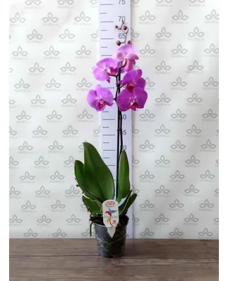 Орхидея фаленопсис Джуди купить в интернет-магазине