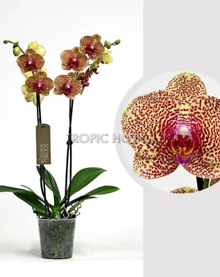 Орхидея фаленопсис - Orchidaceae phalaenopsis. Уход за фаленопсисом.