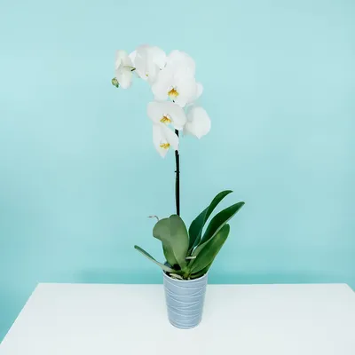 Орхидея Фаленопсис 2 ветки 🌺 купить в Киеве с доставкой - цена от Камелия
