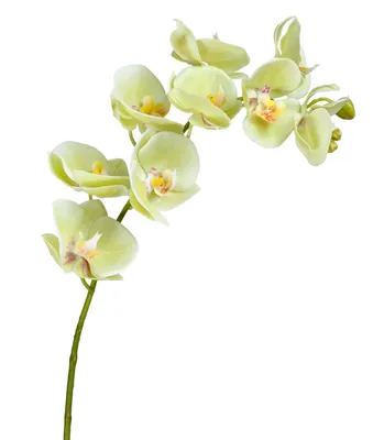 Орхидея Фаленопсис Cleveland, 1ст., 60 см