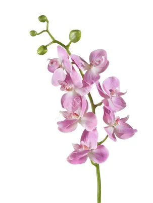 Орхидея Фаленопсис Ола (Phalaenopsis Ola)