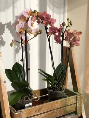 Орхидея, Орхидея Фаленопсис малиновый - купить по выгодной цене в  интернет-магазине OZON (796477126)