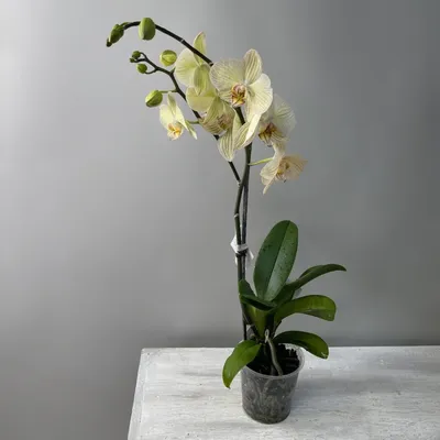 Орхидея Фаленопсис микс каскад в Москве по доступным ценам. Заказать.