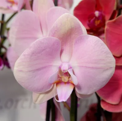 Орхидея Phalaenopsis Extra \"Alabaster\" купить в Москве по цене 3790 руб. с  доставкой от интернет-магазина \"Ирис\"