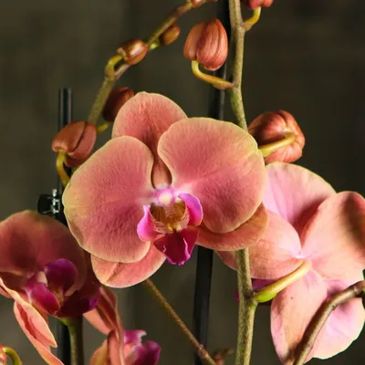 Орхидея фаленопсис в природе фото фотографии