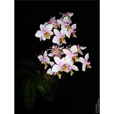 Орхидея филадельфия фото фотографии