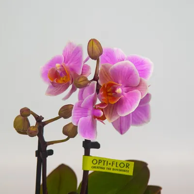 Орхидея Фаленопсис Белая 2 ствола (Phalaenopsis)