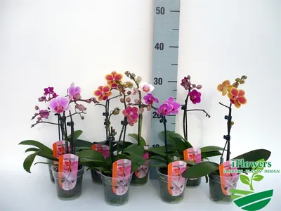 Орхидея фаленопсис розовая, 2 цветоноса (лат. Orchidaceae Phalaenopsis), d  12 | Flowers Valley