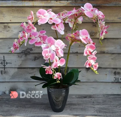 Орхидея Фаленопсис Ола (Phalaenopsis Ola)