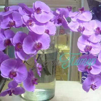 Орхидея фиолетовая фото фотографии