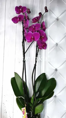Купить орхидею фаленопсис 55 см в Киеве. Фиолетовая орхидея.