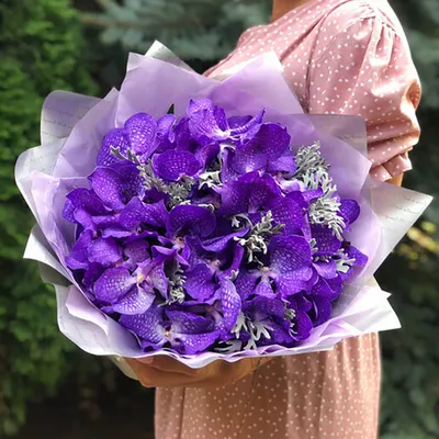 Орхидея Фаленопсис темно-фиолетовая 12/60 см - купить в Москве:  интернет-магазин