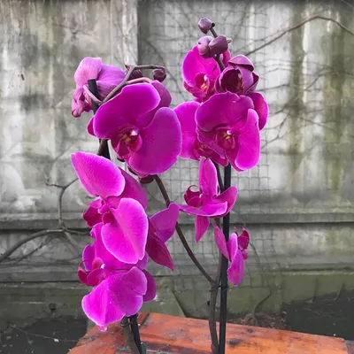 Орхидея Ванда бело-фиолетовая 30.03070050_1 – купить в Москве