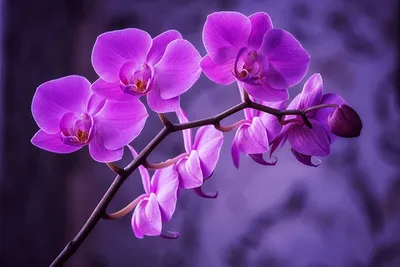 Орхидея Фаленопсис фиолетовая в горшке, 2 ветки, Премиум купить в Киеве:  цена, заказ, доставка | Магазин «Камелия»