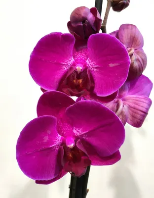 ᐉ Искусственная фиолетовая орхидея в горшке 56 см (CLN-021)