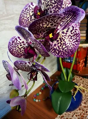 Картинка Орхидеи фиолетовые Цветы на черном фоне Крупным планом