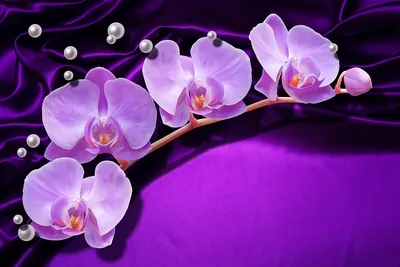 Темно-фиолетовая орхидея Precios. Купить в Киеве.