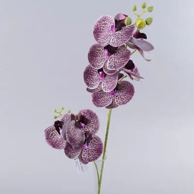 Орхидея Фаленопсис 2 ствола Фиолетовая (Phalaenopsis)