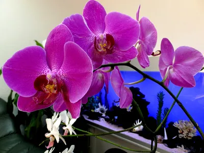 Орхидея Фаленопсис Каскад Фиолетовая D12 купить в Москве