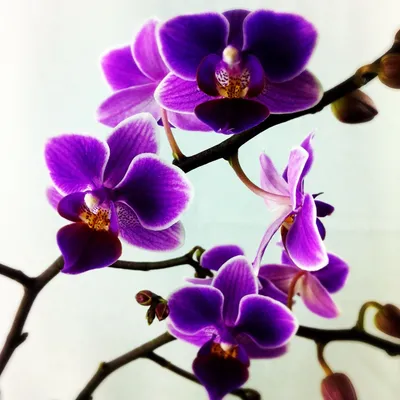 Орхидея декоративная с листьями, 5 бутонов, искусственная в кашпо,  фиолетовая, 28 см. – купить в Казани | «С Нежностью»