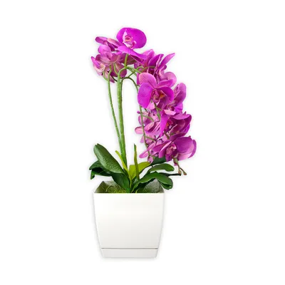 Орхидея Фаленопсис Элит 1 ствол Фиолетовая (Phalaenopsis)