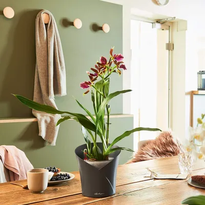 Орхидея мильтония советы за уходом в домашних условиях | Growbox