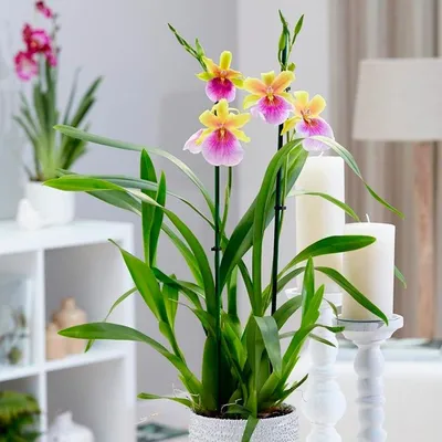 Орхидея в флорариуме Айсберг купить в Москве, СПб / Geo Glass