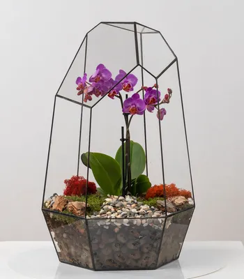 Орхидея — уход после цветения | Орхидея, Идеи посадки растений, Цветы во  дворе
