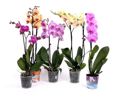 Орхидея фаленопсис - Orchidaceae phalaenopsis. Уход за фаленопсисом.