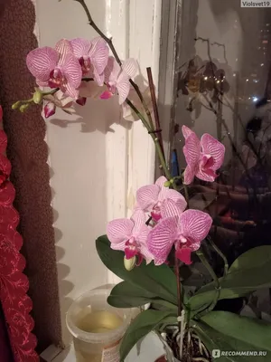 Орхидея Фаленопсис - «Орхидея тяжёлый уход или миф» | отзывы