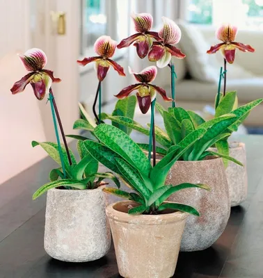Орхидея пафиопедилум советы за уходом в домашних условиях | Growbox