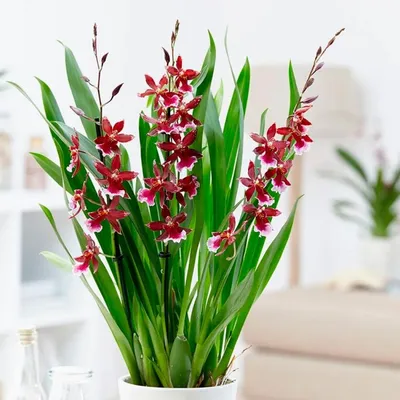 Орхидея камбрия советы за уходом в домашних условиях | Growbox
