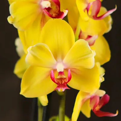 Уход за растениями » Орхидея Фаленопсис уход