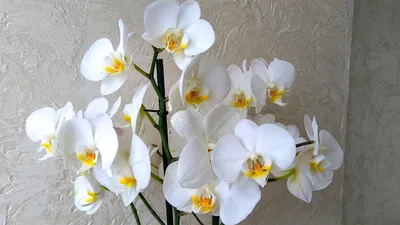 Орхидея белая уход. Как поливать орхидею - Orchid flower Комнатная орхидея  - Домашние растения - YouTube