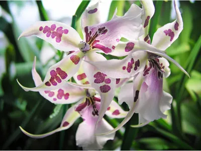 Камбрия - Cambria. Уход за орхидеей Камбрия, описание вида, выращивание