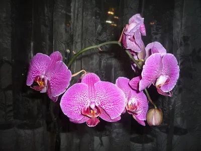 Орхидея у вас дома: уход и полив -это просто | Павел и Лариса Интересное  рядом | Дзен