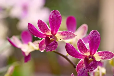 Как ухаживать за орхидеей: хитрости и курьезы, о которых вы должны знать -  archidea.com.ua