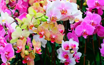 Орхидея фаленопсис виды и уход в домашних условиях | Комнатные растения у  Елены | Дзен