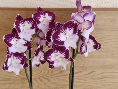 Орхидея лудизия советы за уходом в домашних условиях | Growbox