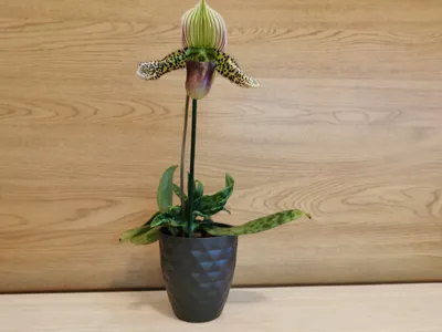 Уход за растениями » Орхидея Мильтония уход