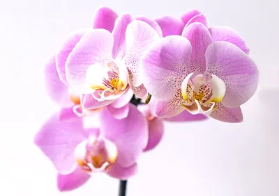 Орхидея пафиопедилум : уход в домашних условиях, выращивание и пересадка,  фото и видео