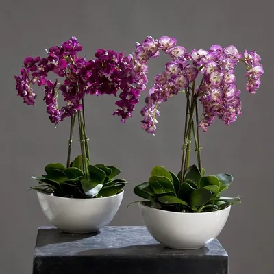 Как ухаживать за орхидеями: советы флориста | Блог LoraShen